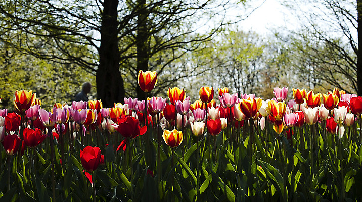 포토 JPG 해외이미지 식물 계절 공원 꽃 꽃다발 백그라운드 잎 꽃무늬 밭 자연 부활절 발렌타인데이 3 사랑 사람없음 야외 초록색 여름 컬러풀 햇빛 태양 정원 보라색 침묵 봄 튤립 벚꽃 광선 하트 축하 신선 닫기 5월 꽃집 네덜란드 엽서 내추럴 강렬 해외202004 해외포토 자연요소 모양 공공시설 기념일 감정 유럽 컬러 컨셉 무늬 농업 모션 데이이벤트 상점 소리 날짜 편지 생태계 파일형식 이미지허브