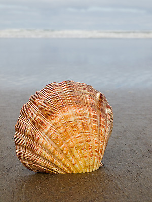 포토 JPG 해외이미지 행복 모래 파도 바다 섬 여행 백그라운드 컨셉 오렌지 조류 바람 휴가 조개 휴식 풍경 해변 사람없음 물 여름 컬러풀 햇빛 꿈 젖음 껍질 탈출 휴양지 긍정 방문 가리비 잔물결 파라다이스 카피스페이스 해외202004 해외포토 자연요소 동물 계절 감정 물결 컬러 과일 날씨 어패류 태양 공백 장소 파일형식 이미지허브