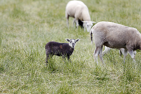포토 JPG 해외이미지 동물 얼굴 음식 밭 농업 포유류 자연 새로움 털 서기 풍경 사람없음 초록색 농장 가축 봄 목장 아기 신생아 양 소 방목 땅 양고기 내추럴 양모 천진난만 해외202004 해외포토 계절 산업 컬러 컨셉 모션 육류 사람 신체부위 직물 축산업 생태계 파일형식 이미지허브