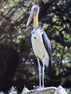 포토 JPG 해외이미지 나무 동물 응시 아시아 야생동물 분홍색 포즈 백그라운드 태국 자연 조류 동물원 동양인 사람없음 초록색 물 노란색 머리 검은색 흰색 의식 닫기 둥지 습지 군중 숲 열대우림 깃털 묘사 슛 짝짓기 황새 해외202004 해외포토 자연요소 식물 시선 나라 컬러 모션 사람 인종 신체부위 생태계 파일형식 이미지허브