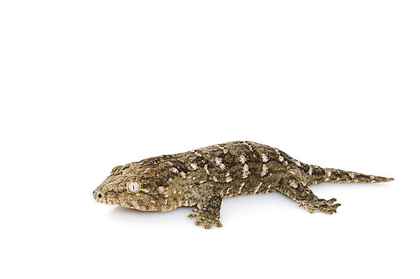 포토 JPG 해외이미지 동물 척추동물 응시 얼굴 파충류 사람없음 초록색 반려동물 추위 흰색 닫기 작음 도마뱀 기어가기 고립 해외202004 해외포토 시선 컬러 모션 신체부위 크기 파일형식 이미지허브