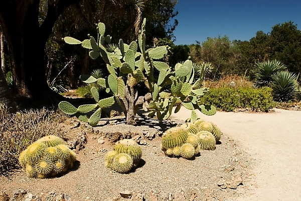 포토 JPG 해외이미지 식물 공원 자연 선인장 건조 풍경 사람없음 야외 초록색 여름 정원 미국 산책 가시 대학교 캘리포니아 애리조나 서쪽 이국적 해외202004 해외포토 계절 공공시설 컬러 북아메리카 학교 휴식 방향 생태계 파일형식 이미지허브