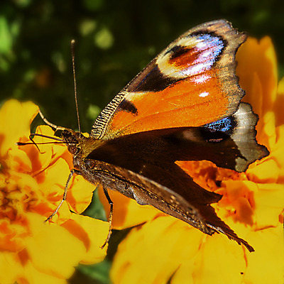 포토 JPG 해외이미지 식물 동물 꽃 야생동물 나비 곤충 날개 오렌지 자연 사람없음 야외 빨간색 초록색 여름 컬러풀 노란색 정원 검은색 봄 내추럴 동물상 해외202004 해외포토 계절 컬러 과일 조형물 생태계 파일형식 이미지허브