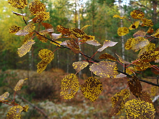 포토 JPG 해외이미지 자연 사람없음 숲 해외202004 해외포토 생태계 파일형식 이미지허브
