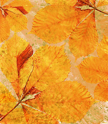 포토 JPG 해외이미지 나무 식물 디자인 계절 종이 백그라운드 단풍 잎 꽃무늬 패턴 오렌지 일러스트 자연 추상 프레임 미술 사람없음 그래픽 장식 빨간색 초록색 컬러풀 갈색 노란색 수확 가을 흰색 황금 숲 9월 11월 질감 페이지 10월 내추럴 고립 그런지 세피아 옛날 해외202004 해외일러스트 꽃 컬러 무늬 농업 과일 문화예술 촬영기법 날짜 생태계 파일형식 이미지허브