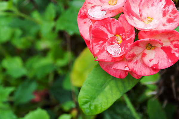 포토 JPG 해외이미지 나무 식물 계절 공원 꽃잎 꽃 분홍색 꽃다발 잎 밭 농업 태국 자연 왕관 사람없음 빛 농장 정원 봄 벚꽃 신선 가시 난초 우아함 다발 원예 내추럴 해외202004 해외포토 공공시설 산업 아시아 컬러 컨셉 취미 생태계 파일형식 이미지허브