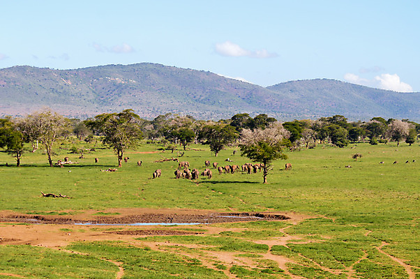 포토 JPG 해외이미지 나무 동물 구름 공원 실루엣 아시아 야생동물 여행 포유류 가족 아프리카 자연 하늘 코끼리 풍경 사람없음 빨간색 파란색 컬러풀 환경 검은색 일몰 산책 아기 황무지 군중 저녁 큼 사파리 귀 지역 케냐 생태학 전국 해외202004 해외포토 자연요소 식물 공공시설 교육 나라 컬러 관계 휴식 촬영기법 사람 신체부위 노을 야간 크기 생태계 파일형식 이미지허브