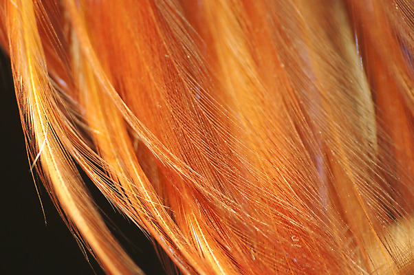 포토 JPG 해외이미지 오렌지 자연 조류 사람없음 깃털 묘사 파라다이스 해외202004 해외포토 동물 과일 생태계 파일형식 이미지허브