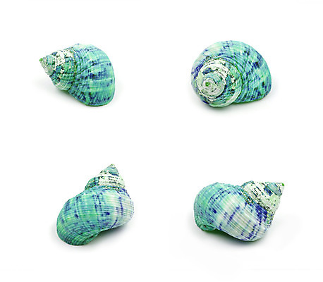 포토 JPG 해외이미지 모양 1 야생동물 바다 백그라운드 자연 조개 나선형 사람없음 장식 물 여름 파란색 껍질 흰색 죽음 수집 오브젝트 싱글 흰배경 내추럴 고립 해외202004 해외포토 자연요소 동물 계절 컬러 무늬 어패류 생태계 파일형식 이미지허브