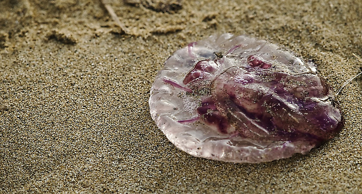 포토 JPG 해외이미지 동물 야생동물 모래 바다 생물 사람없음 묘사 젤리 해파리 찌르기 해외202004 해외포토 모션 디저트 자포동물 파일형식 이미지허브