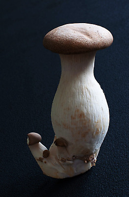 포토 JPG 해외이미지 음식 줄기 채소 재료 자연 뿔 건강 요리 사람없음 갈색 검은색 버섯 굴 흰색 신선 그룹 왕 먹기 유기농 날것 트럼펫 내추럴 프랑스어 고립 곰팡이 식용 채식주의자 캡모자 해외202004 해외포토 식물 문자 모자_잡화 웰빙 컬러 모션 어패류 금관악기 생태계 채식 파일형식 이미지허브