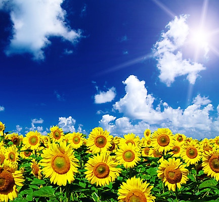 포토 JPG 해외이미지 식물 꽃 꽃밭 자연 해바라기 풍경 사람없음 야외 초록색 햇빛 노란색 맑음 흐림 해외202004 해외포토 컬러 날씨 태양 생태계 파일형식 이미지허브