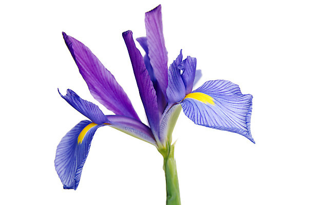 포토 JPG 해외이미지 식물 꽃잎 꽃 백그라운드 꽃무늬 사람없음 컬러풀 노란색 보라색 흰색 자르기 제비꽃 붓꽃 고립 해외202004 해외포토 컬러 무늬 모션 파일형식 이미지허브