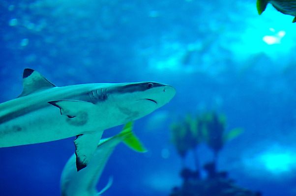 포토 JPG 해외이미지 응시 바다 여행 자연 유리 어류 사람 사람없음 물 파란색 검은색 수중 줄무늬 산호 인도인 포르투갈 탱크 태평양 상어 암초 수족관 리갈 리스본 해외202004 해외포토 자연요소 외국인 시선 유럽 컬러 무늬 재질 동양인 수중동물 자포동물 생태계 파일형식 이미지허브
