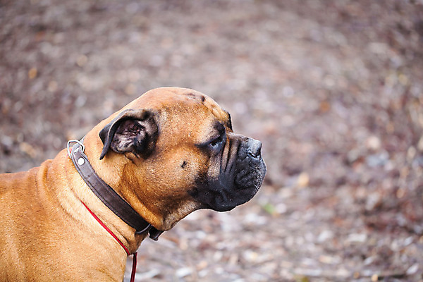 포토 JPG 해외이미지 동물 영어 응시 공원 백그라운드 자연 날씨 사람없음 야외 반려동물 갈색 정원 봄 가을 입 주름 개 숲 혀 황소 송곳니 기르기 마스티프 해외202004 해외포토 문자 시선 계절 공공시설 컬러 포유류 신체부위 소 치아 생태계 돌봄 파일형식 이미지허브