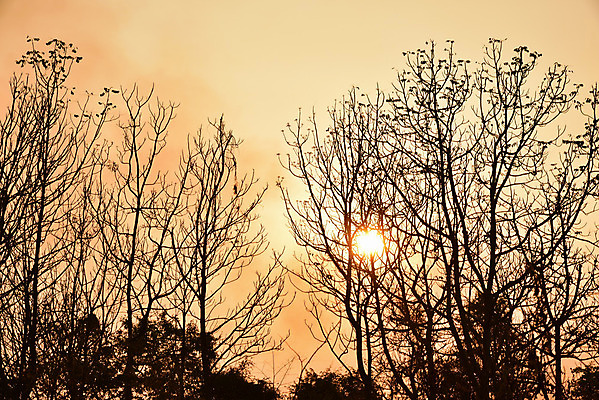 포토 JPG 해외이미지 나무 식물 공원 실루엣 섬 백그라운드 캐나다 패턴 오렌지 자연 하늘 추상 풍경 사람없음 야외 빨간색 빛 컬러풀 햇빛 태양 일출 검은색 황혼 일몰 새벽 나뭇가지 죽음 황금 고독 저녁 숲 내추럴 앨버타 엘크 전국 해외202004 해외포토 자연요소 공공시설 감정 컬러 북아메리카 무늬 과일 촬영기법 노을 야간 생태계 파일형식 이미지허브