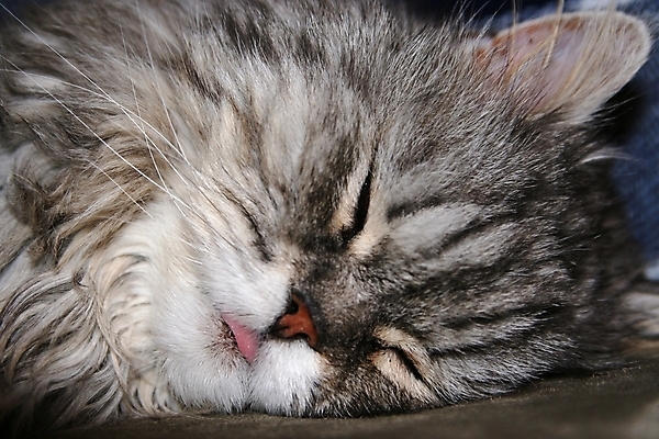 포토 JPG 해외이미지 수염 사람없음 반려동물 고양이 회색 잠 혀 해외202004 해외포토 동물 컬러 포유류 입 파일형식 이미지허브