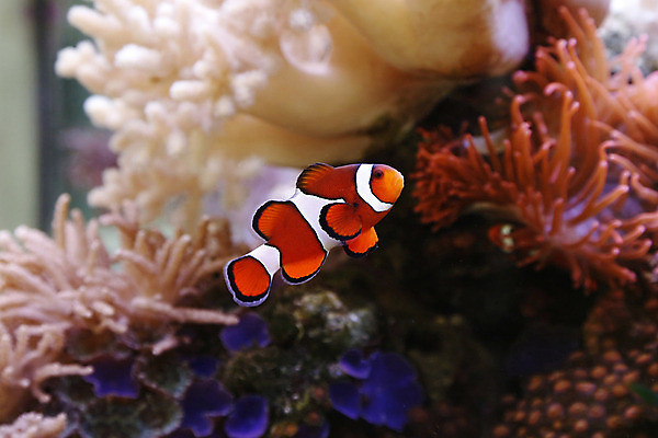 포토 JPG 해외이미지 동물 야생동물 바다 오렌지 자연 어류 사람없음 물 반려동물 수중 수영 줄무늬 광대 흰색 산호 다이빙 암초 수족관 소금물 아네모네 이국적 해외202004 해외포토 자연요소 꽃 컬러 무늬 과일 수중동물 수상스포츠 자포동물 생태계 수중스포츠 파일형식 이미지허브