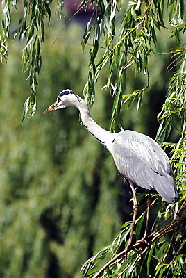 포토 JPG 해외이미지 동물 자연 조류 사람없음 회색 해외202004 해외포토 컬러 생태계 파일형식 이미지허브