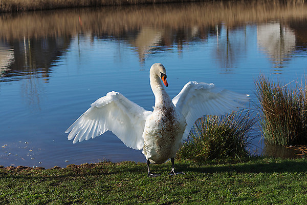 포토 JPG 해외이미지 호수 야생동물 날개 자연 사람없음 물 펼침 시골 연못 개 목표 위험 공격 깃털 경계 싸움 백조 보호구역 해외202004 해외포토 자연요소 동물 컨셉 포유류 모션 조류 생태계 구역 파일형식 이미지허브
