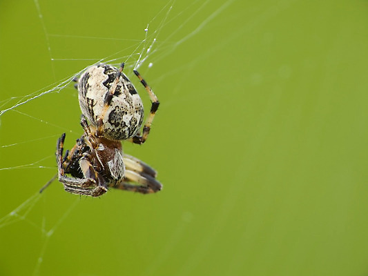 포토 JPG 해외이미지 곤충 자연 사람없음 초록색 거미줄 거미 사냥꾼 해외202004 해외포토 동물 직업 컬러 생태계 파일형식 이미지허브