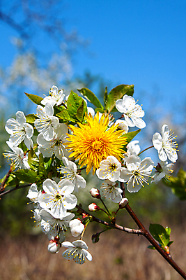 포토 JPG 해외이미지 나무 식물 계절 꽃잎 꽃 야생동물 줄기 분홍색 백그라운드 꽃무늬 자연 하늘 아침 사람없음 야외 초록색 파란색 컬러풀 햇빛 정원 맑음 봄 성장 벚꽃 흰색 나뭇가지 오픈 개화 체리 강렬 개발 살구 해외202004 해외포토 주간 동물 컬러 무늬 과일 날씨 태양 생태계 파일형식 이미지허브