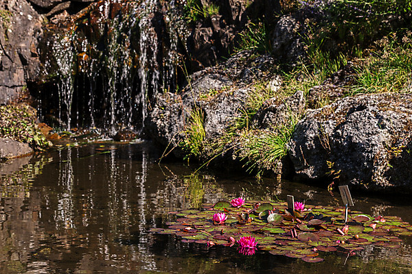 포토 JPG 해외이미지 식물 꽃잎 꽃 호수 선 분홍색 백그라운드 잎 꽃무늬 자연 표면 추상 휴식 연꽃 미술 동양인 사람없음 초록색 물 여름 빛 봄 폭포 벚꽃 연못 개화 우아함 떨어짐 백합 수련 명상 싱글 내추럴 이국적 해외202004 해외포토 자연요소 계절 컬러 컨셉 무늬 문화예술 인종 생태계 파일형식 이미지허브