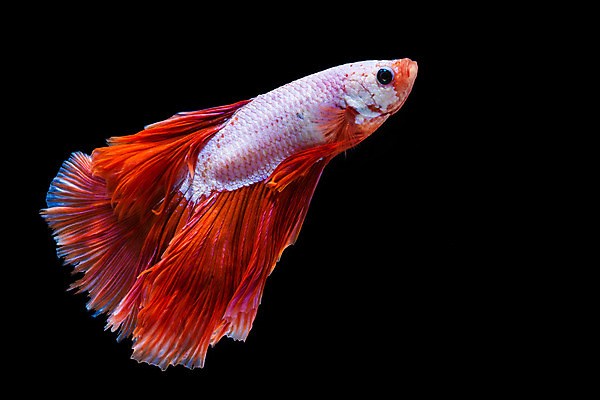 포토 JPG 해외이미지 동물 드레스 포즈 백그라운드 이동 모션 자연 추상 어류 미술 사람없음 물 파란색 반려동물 컬러풀 우주 검은색 수영 희망 힘 흰색 고급 우아함 눈금 생물학 꼬리 싸움 지느러미 수족관 강렬 고립 공격적 이국적 해외202004 해외포토 자연요소 옷 교육 감정 컬러 컨셉 무늬 문화예술 수중동물 수상스포츠 생태계 파일형식 이미지허브