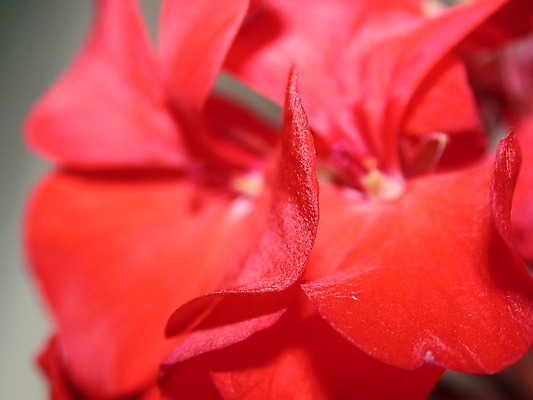 포토 JPG 해외이미지 식물 계절 꽃잎 꽃 백그라운드 잎 꽃무늬 자연 사람없음 빨간색 초록색 여름 노란색 정원 봄 벚꽃 신선 개화 닫기 데이지 꽃가루 해외202004 해외포토 컬러 무늬 모션 가루 생태계 파일형식 이미지허브