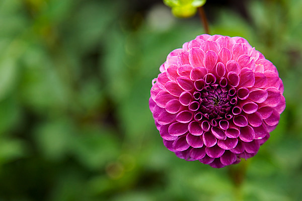 포토 JPG 해외이미지 식물 꽃 캐나다 사람없음 정원 도시 식물원 타운 몬트리올 해외202004 해외포토 북아메리카 파일형식 이미지허브