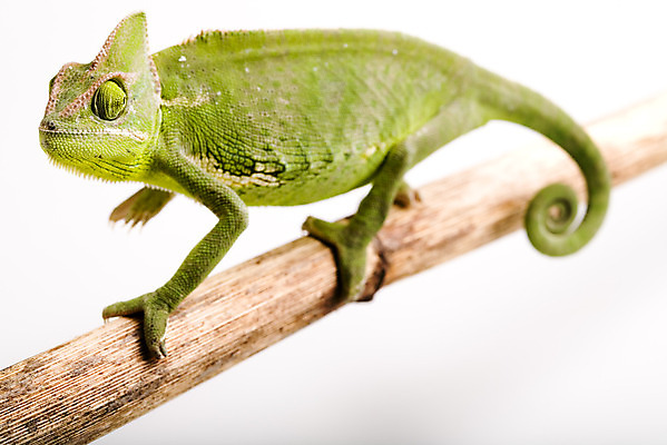 포토 JPG 해외이미지 동물 응시 파충류 자연 양서류 사람없음 초록색 반려동물 도마뱀 이국적 카멜레온 해외202004 해외포토 시선 컬러 생태계 파일형식 이미지허브