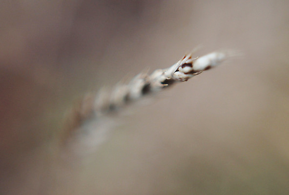 포토 JPG 해외이미지 식물 구름 음식 빵 줄기 백그라운드 밭 농업 자연 하늘 프레임 건조 건강 옥수수 씨앗 풍경 사람없음 가로 여름 파란색 농작물 태양 농장 노란색 활발 수확 성장 흰색 시골 황금 낟알 땅 시리얼 밀 유기농 보리 장면 밀짚 숙성 호밀 세련 전경 귀리 해외202004 해외포토 자연요소 웰빙 계절 산업 컬러 컨셉 곡류 짚 생태계 파일형식 탑뷰 이미지허브
