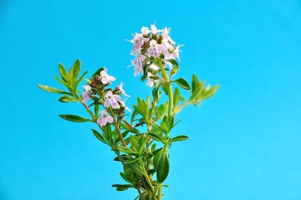 포토 JPG 해외이미지 꽃 건강 사람없음 약 건강관리 조미료 상품 백리향 해외202004 해외포토 식물 의학 관리 향미료 파일형식 이미지허브