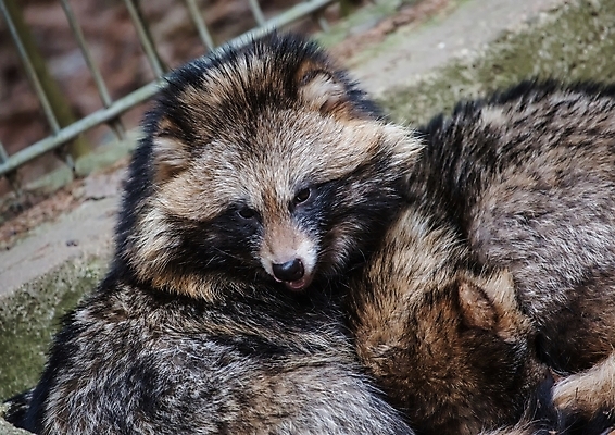 포토 JPG 해외이미지 주간 야생동물 포유류 털 사람없음 야외 여우 육식동물 송곳니 해외202004 해외포토 멸종위기종 자연요소 동물 치아 파일형식 이미지허브