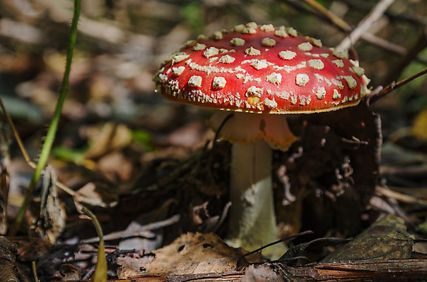 포토 JPG 해외이미지 유럽 음식 자연 이끼 사람없음 초록색 갈색 버섯 성장 가을 숲 내추럴 고립 곰팡이 그물버섯 해외202004 해외포토 계절 나라 컬러 생태계 파일형식 이미지허브