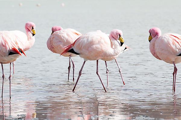 포토 JPG 해외이미지 동물 구름 공원 호수 야생동물 분홍색 여행 자연 조류 산 건조 풍경 사람없음 물 파란색 반사 미국 사막 바위 황무지 남아메리카 플라밍고 고도 사파리 칠레 남쪽 볼리비아 이국적 전국 해외202004 해외포토 자연요소 공공시설 컬러 북아메리카 아메리카 돌_바위 방향 생태계 파일형식 이미지허브