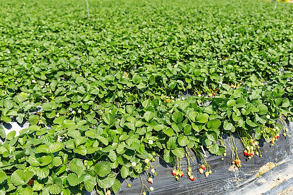 포토 JPG 해외이미지 식물 음식 잎 밭 농업 채소 과일 자연 하늘 딸기 건강 풍경 사람없음 야외 초록색 여름 파란색 농장 정원 봄 성장 신선 유기농 내추럴 해외202004 해외포토 웰빙 계절 산업 컬러 생태계 파일형식 이미지허브