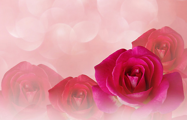 포토 JPG 해외이미지 디자인 분홍색 백그라운드 오렌지 추상 발렌타인데이 그림자 사랑 사람없음 빛 장미 귀여움 달콤 보케 부드러움 파스텔톤 몽환 해외202004 해외포토 꽃 감정 컬러 컨셉 무늬 과일 데이이벤트 감각 맛 파일형식 이미지허브