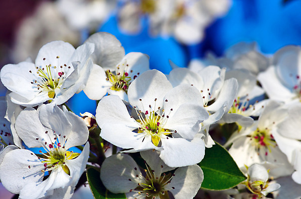 포토 JPG 해외이미지 나무 식물 디자인 계절 꽃잎 꽃 분홍색 결혼 백그라운드 꽃무늬 자연 하늘 휴가 부활절 새로움 사람없음 초록색 여름 파란색 정원 일본 봄 성장 벚꽃 흰색 나뭇가지 신선 개화 체리 사과 만족 그림 원예 아로마 내추럴 고립 살구 진짜 해외202004 해외포토 기념일 감정 아시아 컬러 컨셉 무늬 과일 이벤트 취미 생태계 파일형식 이미지허브