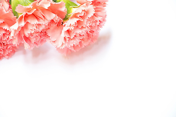 포토 JPG 해외이미지 꽃 사람없음 카네이션 해외202004 해외포토 식물 파일형식 이미지허브