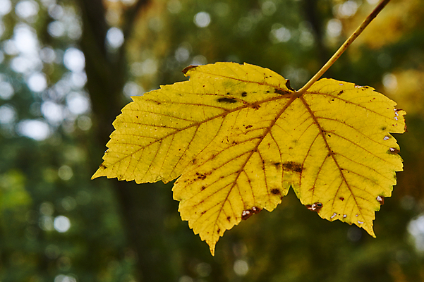 포토 JPG 해외이미지 나무 식물 자연 사람없음 초록색 정원 가을 숲 묘사 배지 광택 정맥 해외202004 해외포토 계절 컬러 생태계 혈관 파일형식 이미지허브