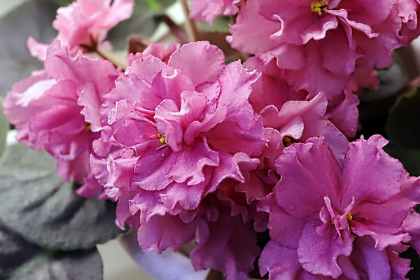 포토 JPG 해외이미지 식물 여자 기념일 꽃 꽃다발 결혼 백그라운드 컨셉 잎 결혼식 휴가 주택 사람없음 내부 파란색 우주 보라색 봄 활발 벚꽃 흰색 축하 신선 오픈 신용카드 생일 개화 우아함 닫기 제비꽃 원예 내추럴 2월 비올라 탄자니아 어머니의날 제의 해외202004 해외포토 계절 컬러 모션 아프리카 사람 이벤트 취미 건물 금융 날짜 미국문화 파일형식 찰현악기 이미지허브