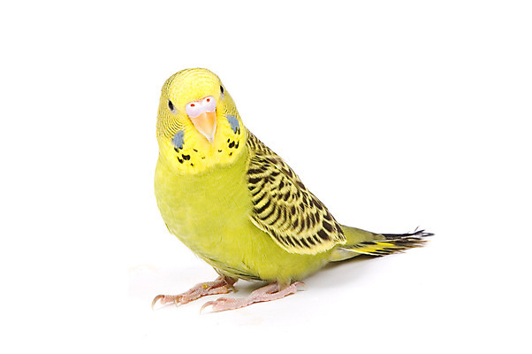 포토 JPG 해외이미지 동물 응시 남자 백그라운드 날개 조류 생물 서기 사람없음 초록색 파란색 반려동물 노란색 회색 흰색 집중 깃털 부리 앵무새 슛 노려봄 고립 잉꼬 해외202004 해외포토 시선 컬러 컨셉 모션 표정 사람 파일형식 이미지허브