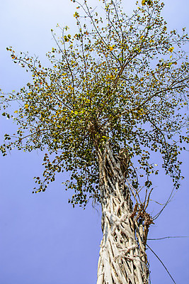 포토 JPG 해외이미지 나무 식물 잎 하늘 사람없음 초록색 파란색 나뭇가지 큼 해외202004 해외포토 컬러 크기 파일형식 이미지허브