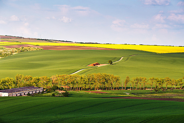 포토 JPG 해외이미지 식물 유럽 파도 여행 백그라운드 밭 농업 자연 벽지 하늘 포도 풍경 사람없음 야외 초록색 여름 빛 농작물 햇빛 농장 노란색 환경 계곡 놀람 봄 시골 5월 언덕 유채 포도밭 장면 포도나무 체코 모라비아 해외202004 해외포토 계절 꽃 감정 나라 산업 바다 컬러 과일 표정 태양 날짜 과일나무 생태계 파일형식 이미지허브