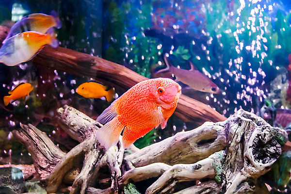 포토 JPG 해외이미지 바다 어류 사람없음 장식 가로 빨간색 물 수중 금붕어 소금 수족관 이국적 터키석 해외202004 해외포토 자연요소 컬러 수중동물 보석 파일형식 이미지허브
