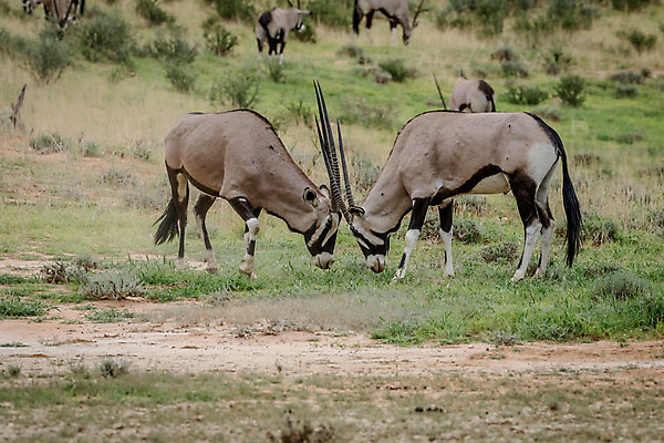포토 JPG 해외이미지 동물 공원 야생동물 여행 포유류 아프리카 자연 초식동물 휴가 사슴 뿔 동물원 사람없음 야외 갈색 검은색 사막 흰색 황무지 보호 위험 사파리 싸움 영양 내추럴 가젤 나미비아 동물상 사바나 생태학 전국 해외202004 해외포토 공공시설 교육 나라 컬러 컨셉 모션 조형물 생태계 남아프리카 파일형식 이미지허브