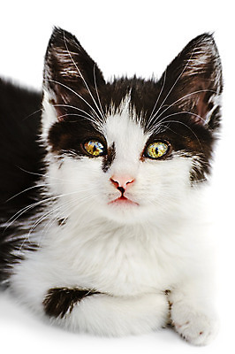 포토 JPG 해외이미지 동물 응시 얼굴 포유류 수염 사람없음 반려동물 고양이 아기 작음 흰배경 귀 거짓말 해외202004 해외포토 시선 백그라운드 사람 신체부위 흰색 크기 파일형식 이미지허브