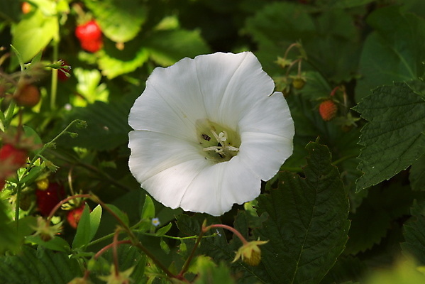 포토 JPG 해외이미지 식물 계절 꽃잎 꽃 줄기 잎 밭 자연 사람없음 야외 장식 초록색 여름 들꽃 벚꽃 흰색 덩굴 싱글 아로마 영원 해외202004 해외포토 컬러 농업 생태계 파일형식 이미지허브