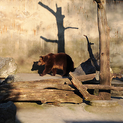포토 JPG 해외이미지 나무 동물 응시 공원 유럽 얼굴 야생동물 곰 포유류 자연 놀이 휴식 생물 털 동물원 사람없음 야외 목재 옆모습 갈색 머리 힘 입 황무지 치아 숲 위험 큼 모피 묘사 육식동물 내추럴 동물상 집게발 힘찬 해외202004 해외포토 식물 시선 공공시설 나라 뷰포인트 컬러 컨셉 재료 신체부위 조형물 소화기관 크기 생태계 파일형식 이미지허브